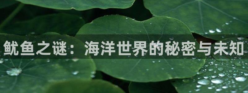 米乐m6看球